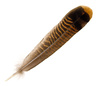 turkey feather - photo/picture definition - turkey feather word and phrase image