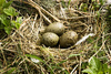 seagull's nest - photo/picture definition - seagull's nest word and phrase image
