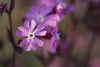 red campion - photo/picture definition - red campion word and phrase image