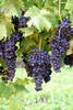 grape field - photo/picture definition - grape field word and phrase image