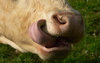 cow's toungue - photo/picture definition - cow's toungue word and phrase image