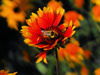 pollination - photo/picture definition - pollination word and phrase image