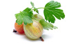gooseberry - photo/picture definition - gooseberry word and phrase image