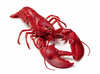 lobster - photo/picture definition - lobster word and phrase image