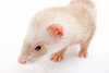 young ferret - photo/picture definition - young ferret word and phrase image