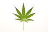 cannabis leaf - photo/picture definition - cannabis leaf word and phrase image