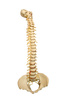 spinal column - photo/picture definition - spinal column word and phrase image