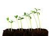 growing - photo/picture definition - growing word and phrase image