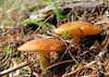 suillus mushroom - photo/picture definition - suillus mushroom word and phrase image