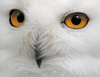 snow owl - photo/picture definition - snow owl word and phrase image