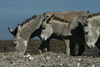 donkeys - photo/picture definition - donkeys word and phrase image