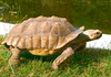 Aldabra giant tortoise - photo/picture definition - Aldabra giant tortoise word and phrase image
