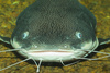 catfish - photo/picture definition - catfish word and phrase image