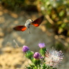 hummingbird hawk-moth - photo/picture definition - hummingbird hawk-moth word and phrase image