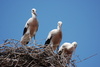 stork nest - photo/picture definition - stork nest word and phrase image