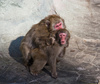 Japanese macaque - photo/picture definition - Japanese macaque word and phrase image