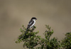 long-tailed fiscal - photo/picture definition - long-tailed fiscal word and phrase image