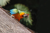 macaw parrot - photo/picture definition - macaw parrot word and phrase image