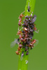 ants pasture - photo/picture definition - ants pasture word and phrase image