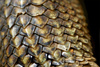 iguana scales - photo/picture definition - iguana scales word and phrase image