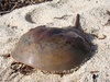 horseshoe crab - photo/picture definition - horseshoe crab word and phrase image