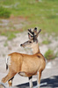 mule deer - photo/picture definition - mule deer word and phrase image