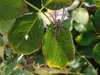 insanenomax spider - photo/picture definition - insanenomax spider word and phrase image