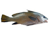 maigre fish - photo/picture definition - maigre fish word and phrase image