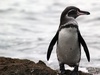 Galapagos penguin - photo/picture definition - Galapagos penguin word and phrase image