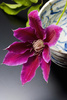 clematis - photo/picture definition - clematis word and phrase image