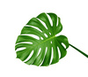 monstera leaf - photo/picture definition - monstera leaf word and phrase image