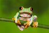 tree frog - photo/picture definition - tree frog word and phrase image