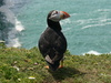 Atlantic puffin - photo/picture definition - Atlantic puffin word and phrase image