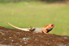 agama - photo/picture definition - agama word and phrase image