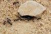 black ants - photo/picture definition - black ants word and phrase image