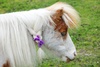 pony - photo/picture definition - pony word and phrase image
