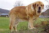 Spanish mastiff - photo/picture definition - Spanish mastiff word and phrase image