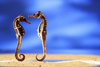 seahorse - photo/picture definition - seahorse word and phrase image