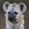 young hyena - photo/picture definition - young hyena word and phrase image