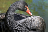 black swan - photo/picture definition - black swan word and phrase image