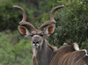 kudu bull - photo/picture definition - kudu bull word and phrase image
