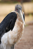 marabou stork - photo/picture definition - marabou stork word and phrase image
