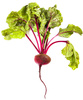 beetroot - photo/picture definition - beetroot word and phrase image