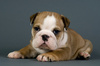 Bulldog puppy - photo/picture definition - Bulldog puppy word and phrase image