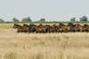 Wild Horses - photo/picture definition - Wild Horses word and phrase image