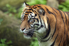 Sumatran Tiger - photo/picture definition - Sumatran Tiger word and phrase image