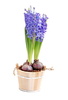 hyacinth - photo/picture definition - hyacinth word and phrase image