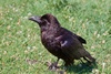 Black Raven - photo/picture definition - Black Raven word and phrase image