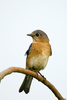 Eastern Bluebird - photo/picture definition - Eastern Bluebird word and phrase image