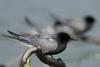 black tern - photo/picture definition - black tern word and phrase image